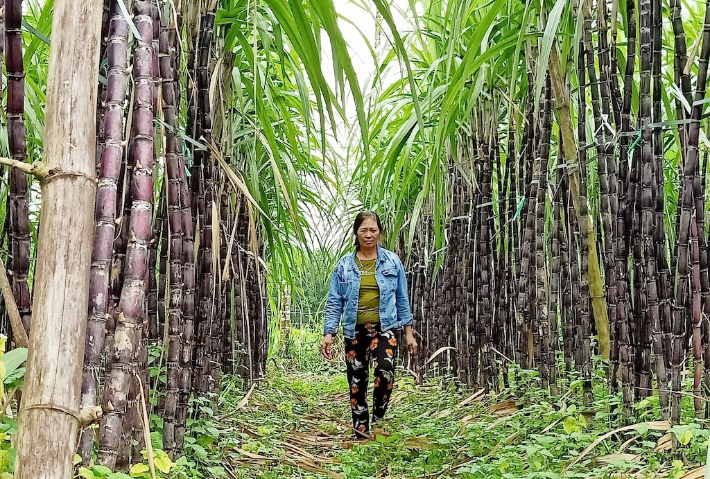 Chuyển đổi cây trồng kém hiệu quả sang cây mía tím mang lại nguồn thu nhập đáng kể cho người dân xã Trà Giang.