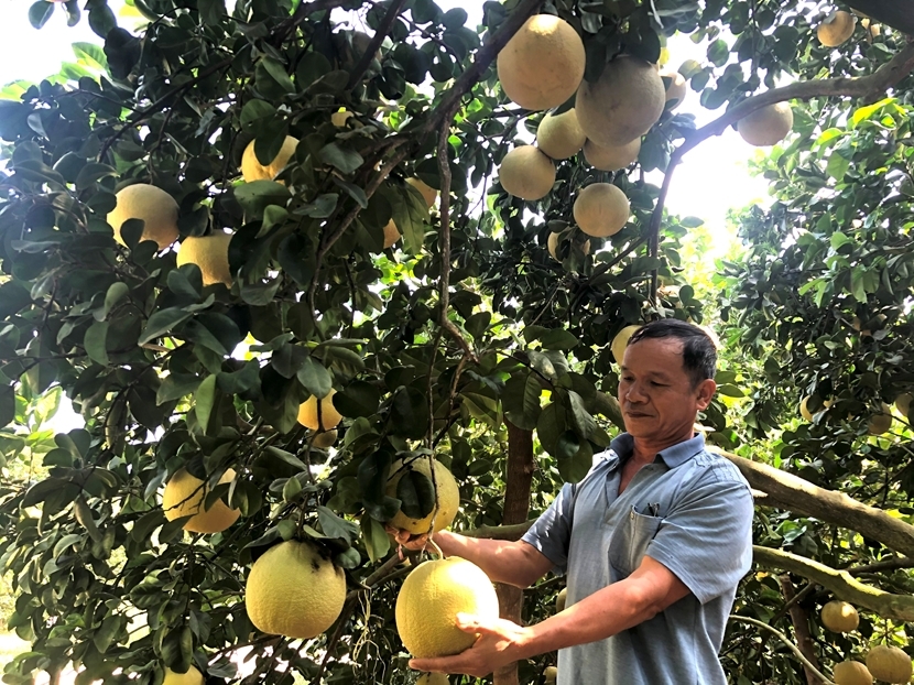 THT cây bưởi đào Suối Lức nâng cao giá trị kinh tế nhờ đầu tư công nghệ, kỹ thuật vào sản xuất.