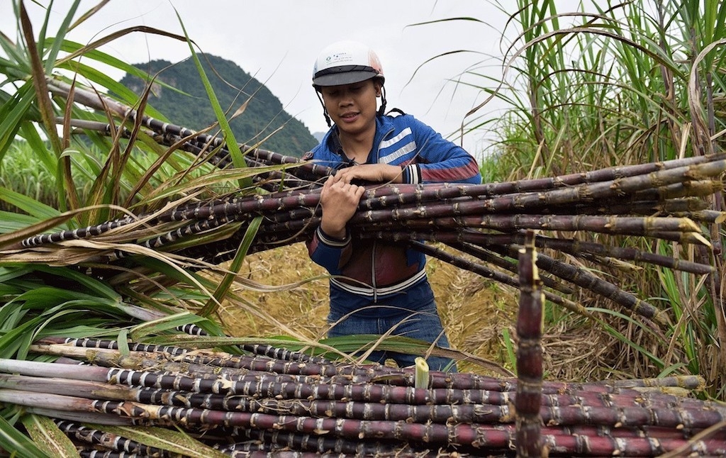 Người dân Bắc Trà My phấn khởi thu hoạch cây mía tím.