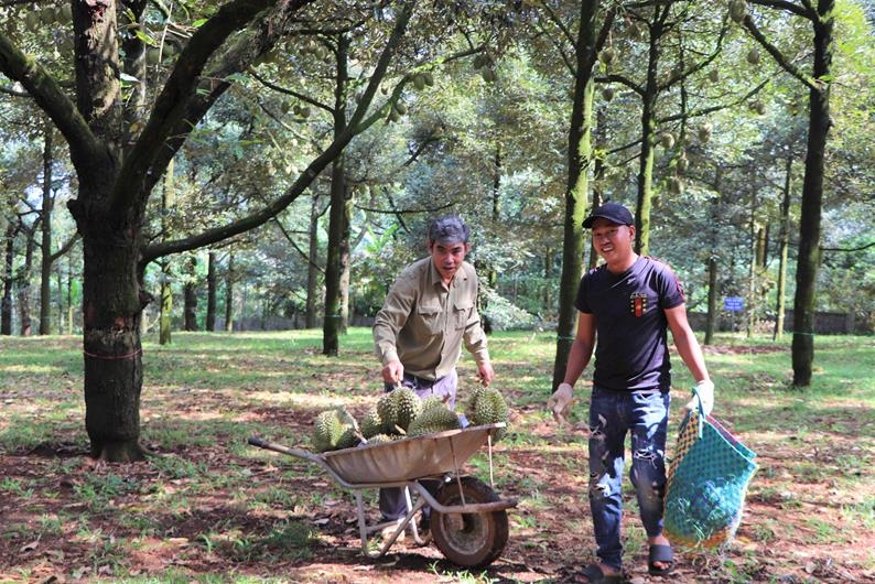 THT Cây sầu riêng xã Xuân Quế phát triển sản xuất theo quy trình hữu cơ để nâng cao giá trị kinh tế