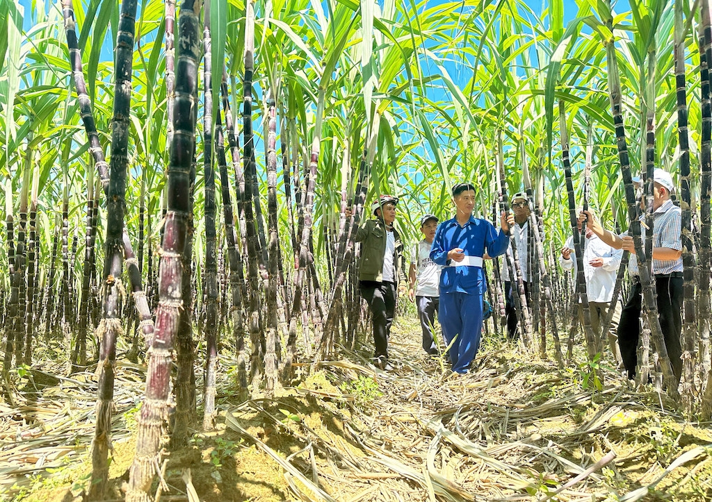 Tổ hợp tác trồng mía tím xã Trà Giang đồng hành với người dân địa phương để tạo mối liên kết và phát triển thương hiệu mía tím trong thời gian tới.