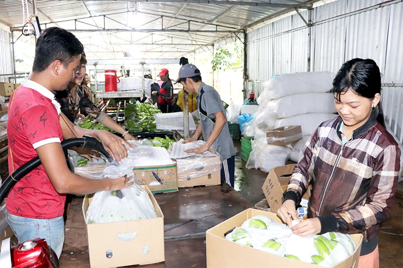 Đóng gói chuối xuất khẩu tại HTX Quyết Tiến.