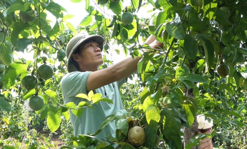 Chanh dây đang trở thành một cây trồng có giá trị kinh tế cao tại nhiều địa phương ở Đắk Lắk, trong đó có huyện Cư M’gar.