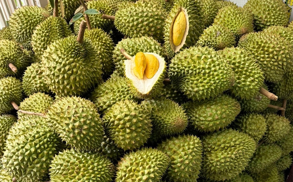 Việt Nam có cơ hội lớn để gia tăng sản lượng sầu riêng xuất khẩu sang thị trường Trung Quốc