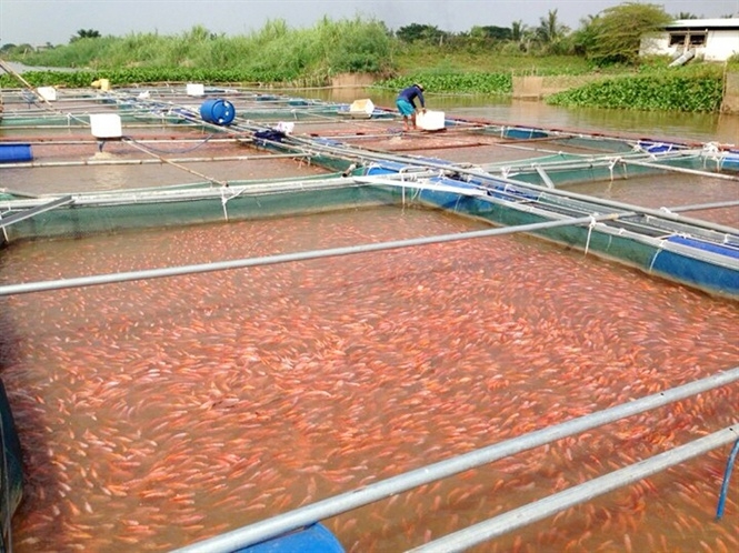 HTX liên kết chuỗi thủy sản an toàn Vĩnh Long có 85 lồng bè nuôi cá diêu hồng, rô phi, cá chép, chép giòn, cá trắm, cá lăng, các lóc, basa… với tổng diện tích mặt nước 6.120m2.