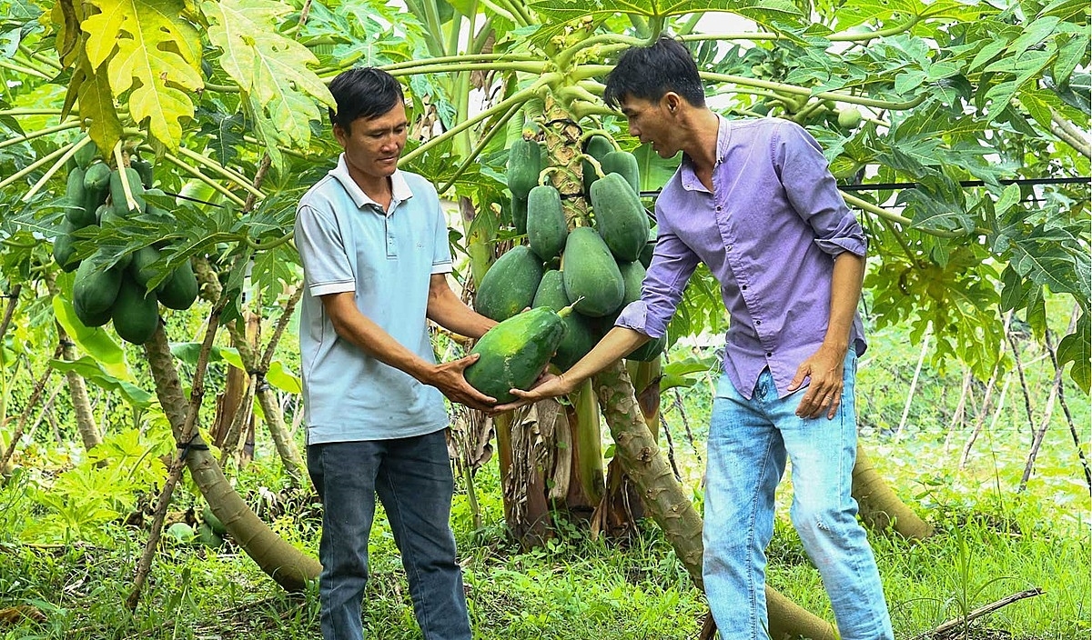 Từ cây lúa đến đu đủ Thái chính là hành trình nâng cao thu nhập cho nông dân cảu HTX Tân Lập.