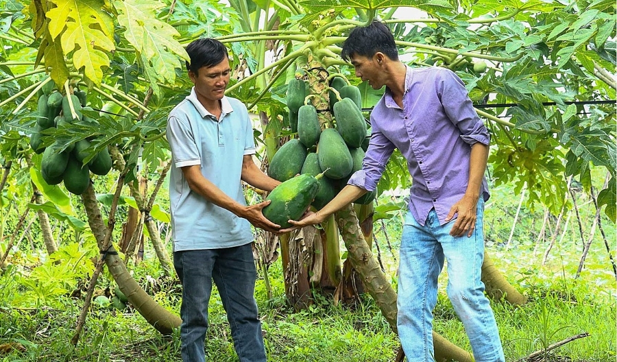 Từ cây lúa đến đu đủ Thái chính là hành trình nâng cao thu nhập cho nông dân cảu HTX Tân Lập.