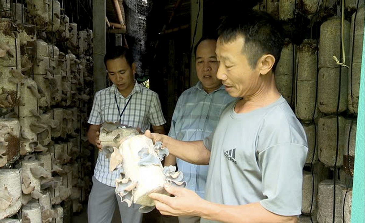 Mô hình nuôi trồng nấm mộc nhĩ của gia đình ông Nguyễn Thành Luân - HTX Nông nghiệp Minh Bảo.