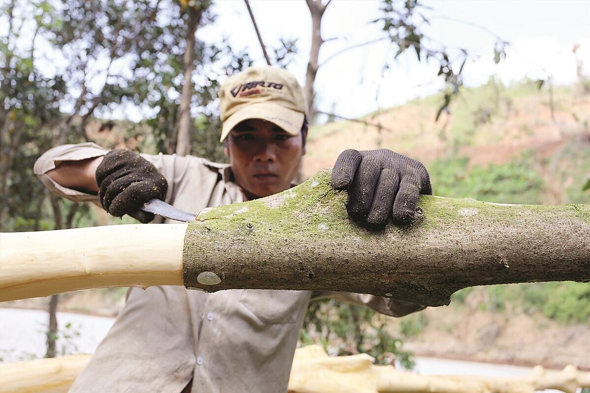 Quế được đánh giá là cây có giá trị kinh tế cao ở Bắc Kạn.