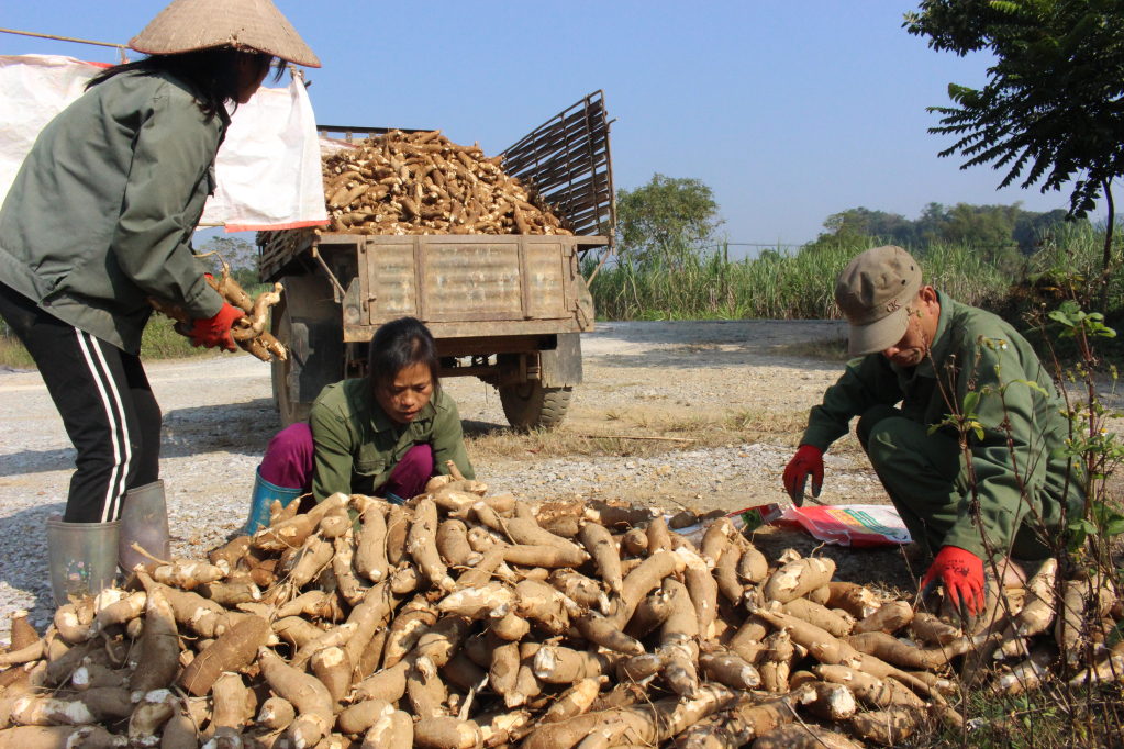 Áp dụng khoa học kỹ thuật, liên kết bao tiêu kết hợp chế độ giúp nâng cao giá trị kinh tế cho củ sắn ở Cao Bằng.