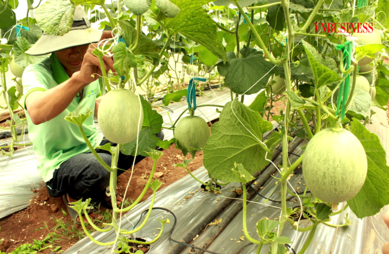 Các HTX, tổ hợp tác áp dụng các tiến bộ khoa học tiên tiến trong sản xuất xanh, thích ứng với biến đổi khí hậu, nâng cao thu nhập cho thành viên và hộ dân liên kết, góp phần quan trọng vào mục tiêu giảm nghèo bêng vững.