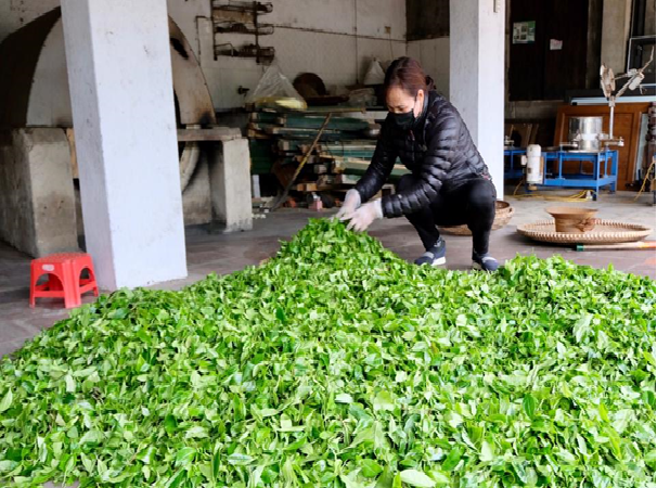 HTX Nông lâm nghiệp Bắc Sơn được xem là một trong những đơn vị tiên phong phát triển chuỗi liên kết giá trị cho cây chè.