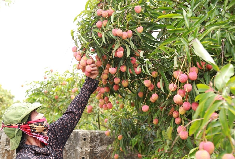 Vải thiều Thanh Hà &lpar;Hải Dương&rpar;- đặc sản thơm ngon nổi tiếng trong và ngoài nước bắt đầu chín rộ.