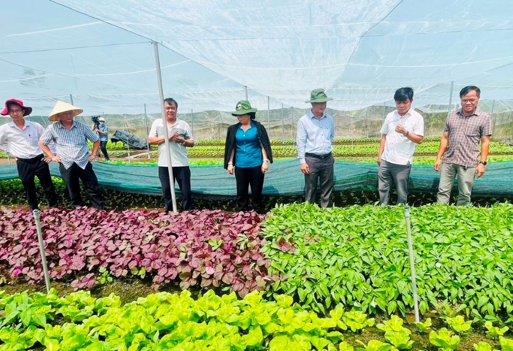 Một trong những giải pháp được huyện Bàu Bàng thực hiện để ứng phó với biến đổi khí hậu là áp dụng công nghệ cao vào sản xuất nông nghiệp.