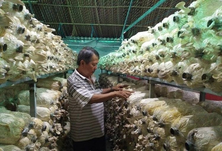 Cây nấm của HTX Bình Phú trở thành sản phẩm OCOP đầu tiên của địa phương với tên gọi Nấm Sò Bình Phú.