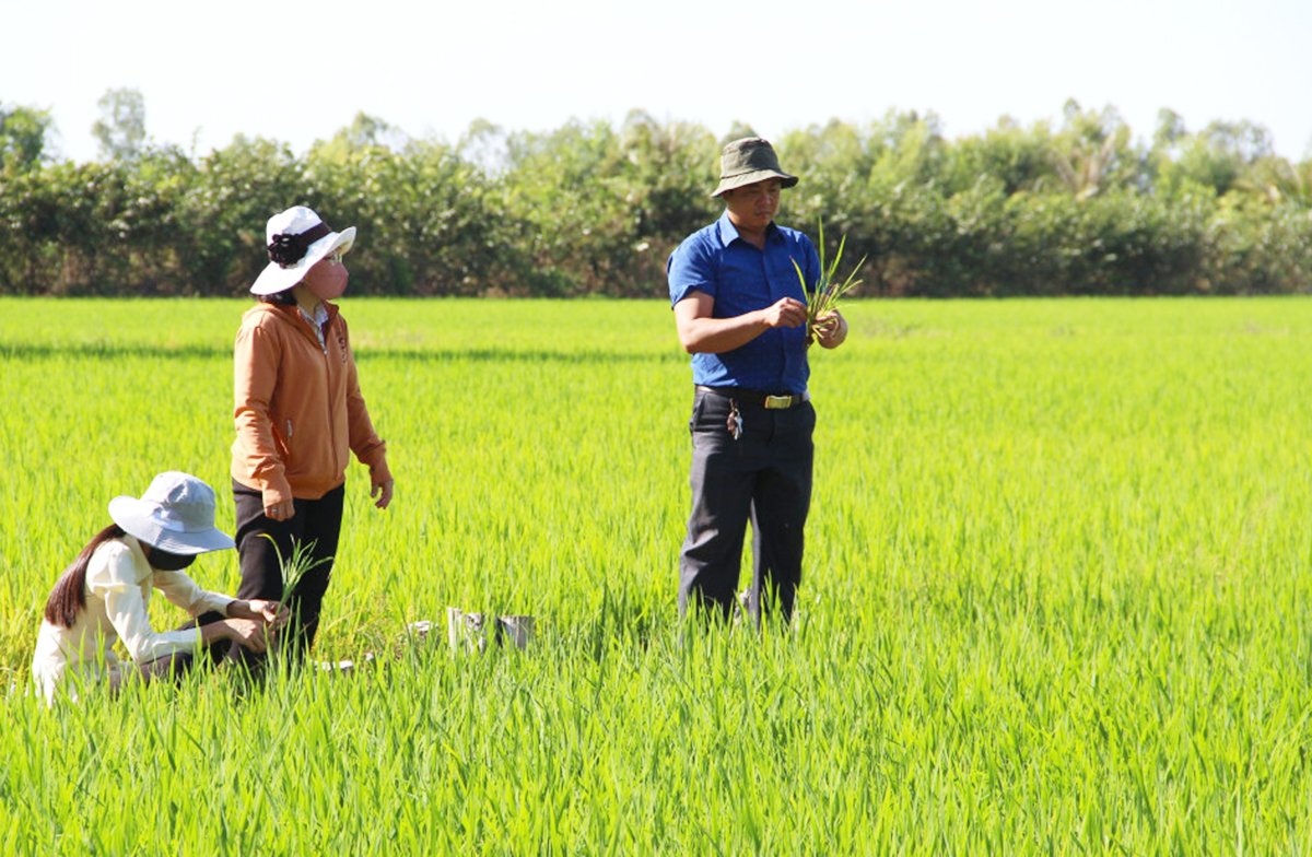 HTX là điểm tựa cho hàng nghìn thành viên, hộ liên kết vươn lên thoát nghèo, làm giàu.