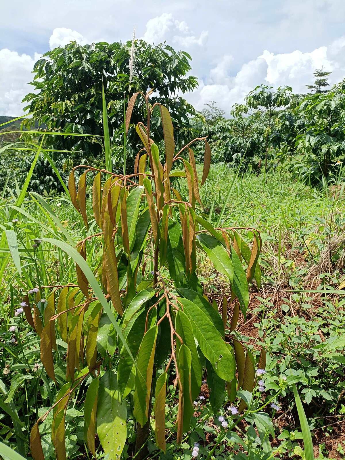 OPES cũng đã cùng với TreeBank triển khai khu vườn O.Garden đầu tiên tại tỉnh Lâm Đồng vào tháng 06/2024.