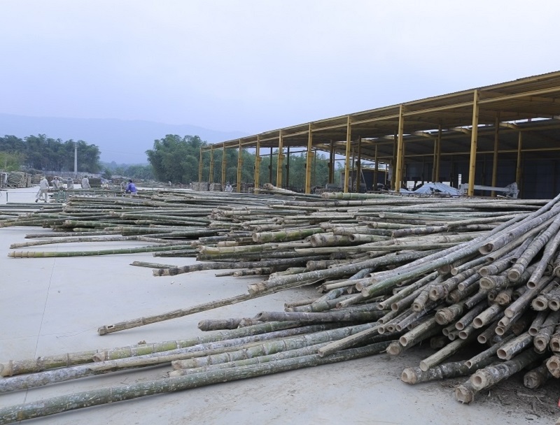 Cây tre, luồng được khai thác và tập kết trước khi chế biến.