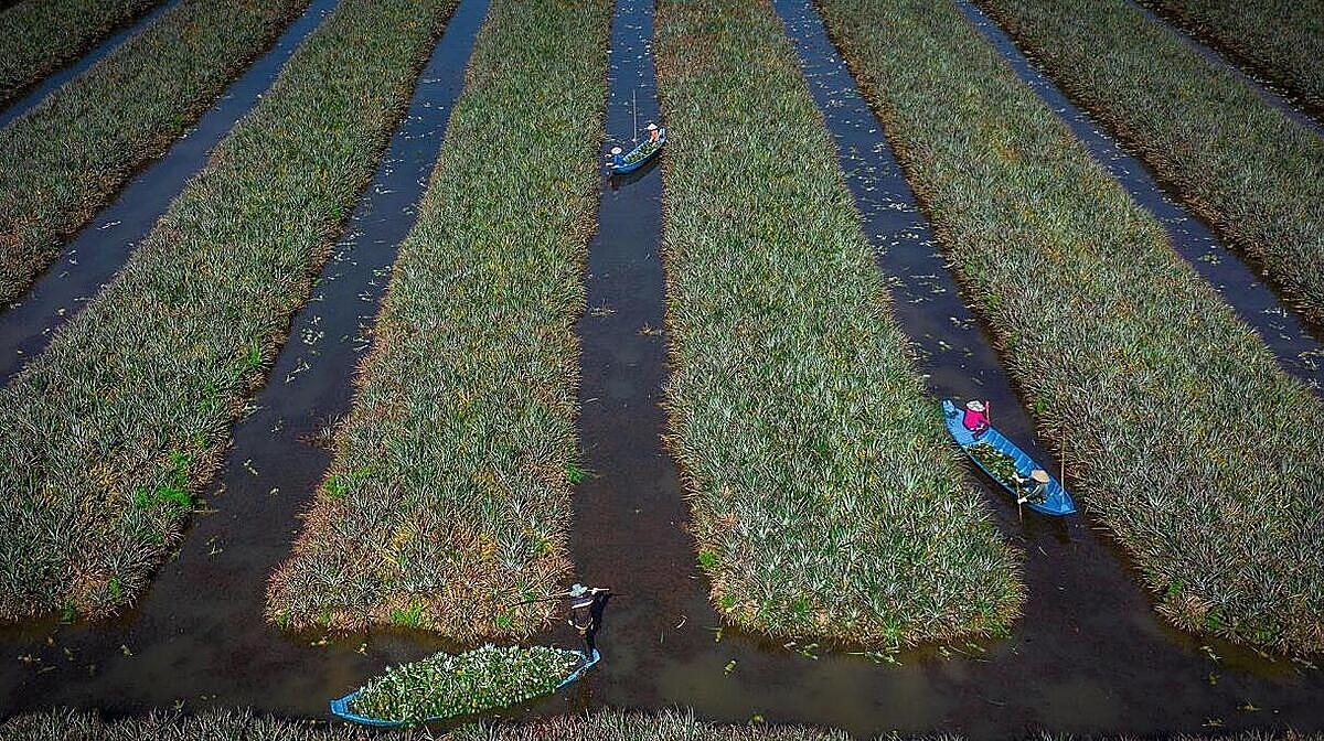 Các ruộng khóm có xen kẽ mương nhỏ giúp người dân tận dụng để nuôi thêm cá để tăng thu nhập.