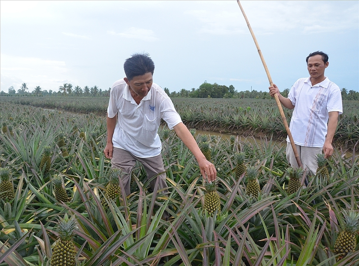Cây khóm là nông sản chủ lực giúp nhiều người dân nâng cao thu nhập.