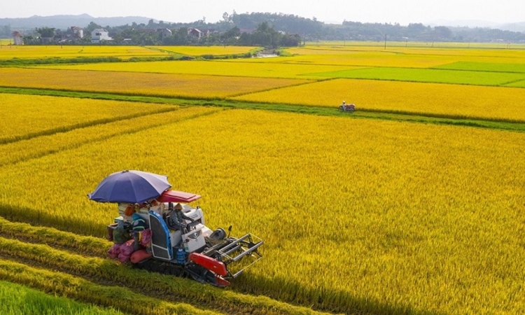 Việt Nam chuẩn bị xuất khẩu lô gạo phát thải thấp đầu tiên