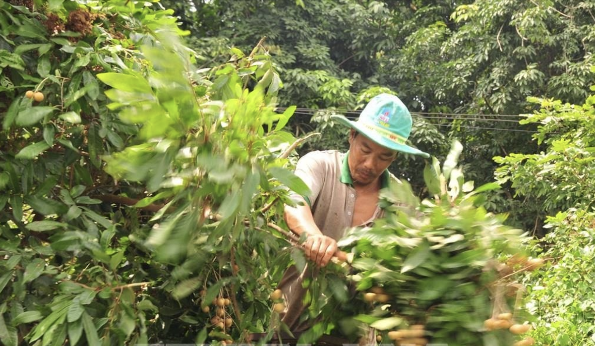 Ông Nguyễn Hữu Thanh, thành viên HTX nông nghiệp Long Hoà chăm sóc vườn nhãn của gia đình.