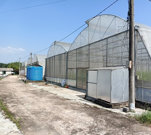 Nhà màng trồng dưa lưới của HTX Nga Hải.