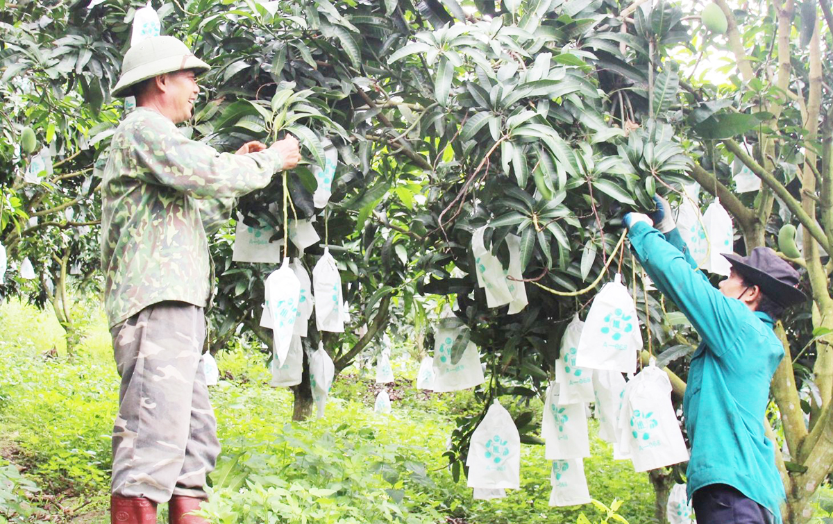 Xoài ở Yên Châu đang cho thu nhập ổn định.