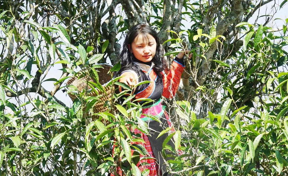 Các HTX ghi dấu ấn đậm nét trong quá trình chuyển đổi tư duy sản xuất vùng đồng bào dân tộc thiểu số ở Bắc Yên.