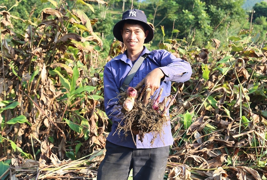 Người dân Bát Xát thu hoạch dong riềng.