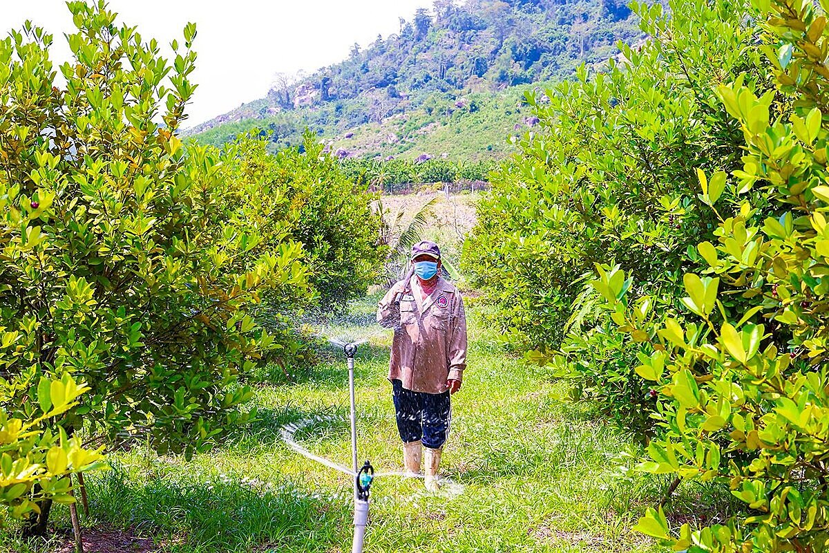 Các HTX đã mở ra hướng đi mới cho phát triển nông nghiệp tại địa phương.