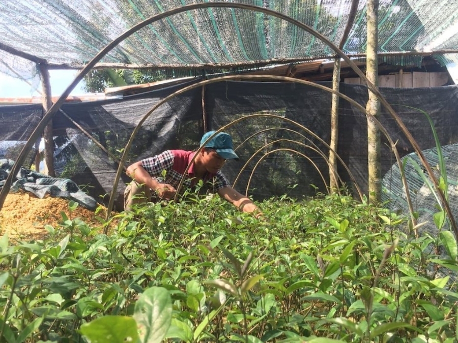 Nhiều hộ dân khác ở huyện Tây Giang ngày càng đặt niềm tin vào các HTX trong việc hình thành liên kết.