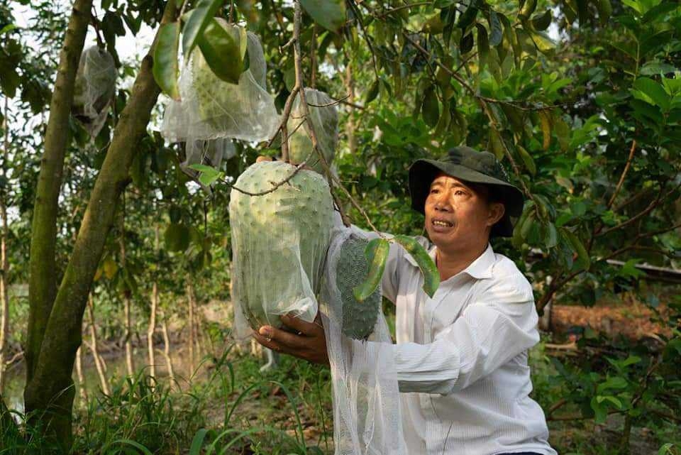 Mãng Cầu Xiêm cho giá trị kinh tế cao nhờ ứng dụng khoa học kỹ thuật và sản xuất theo HTX.