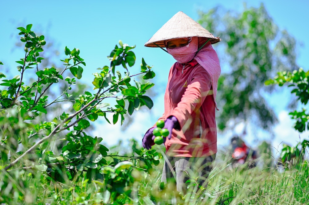 Chanh không hạt sản xuất theo hướng hàng hóa cho giá trị kinh tế cao.