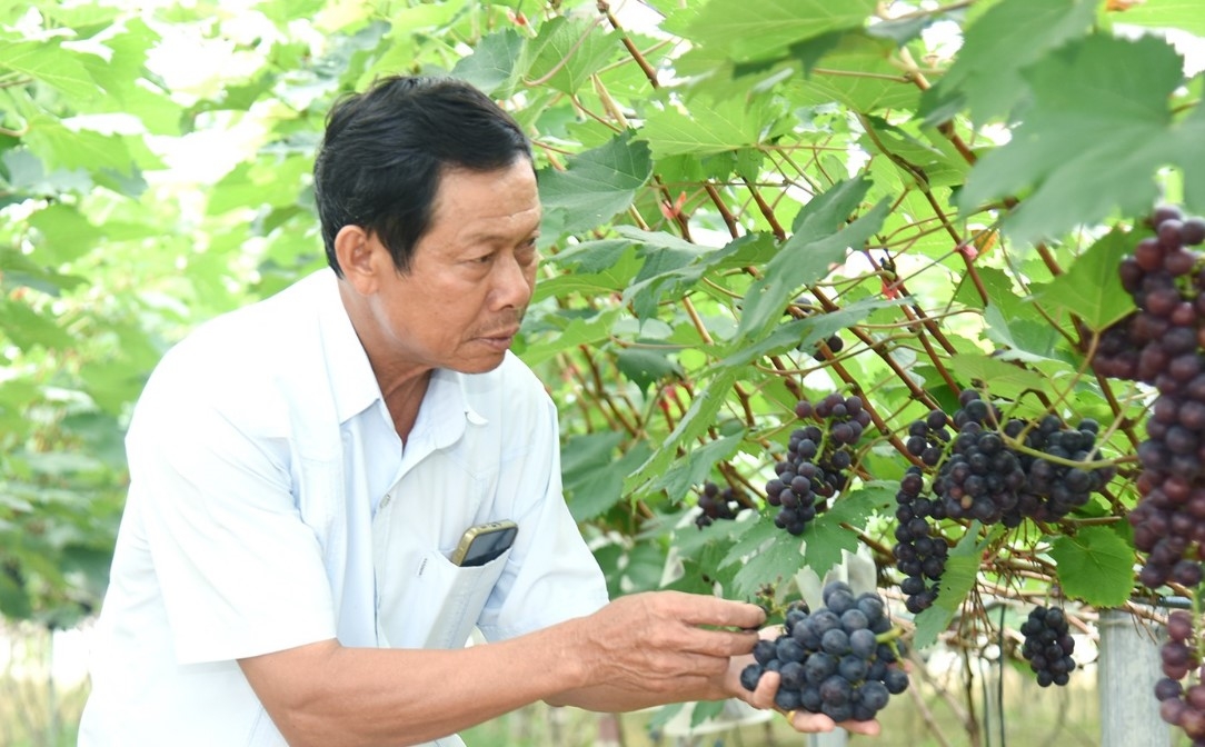 Ông Lê Văn Bình đã học hỏi và quyết định đưa vào trồng thử nghiệm 1.000m2 giống nho Hạ Đen.
