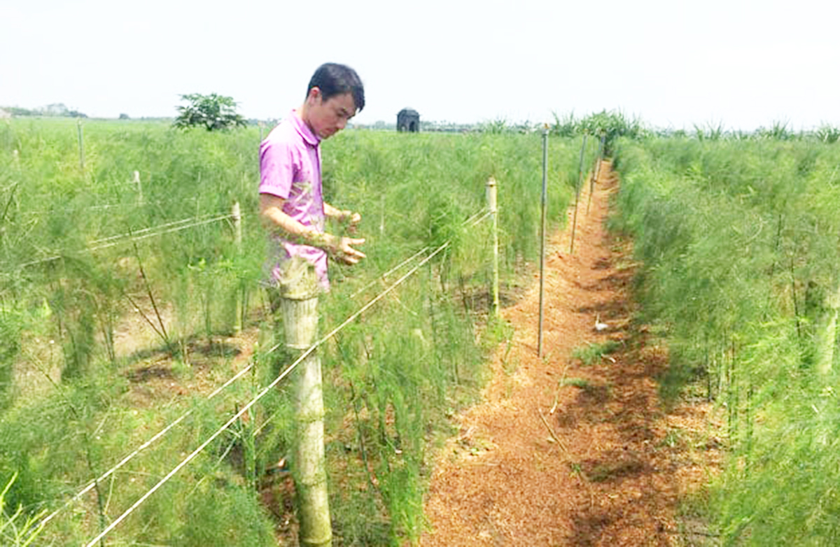 Mạnh dạn chuyển đổi cơ cấu cây trồng giúp đồng bào dân tộc thiểu số ở Bắc Yên thắng lớn.