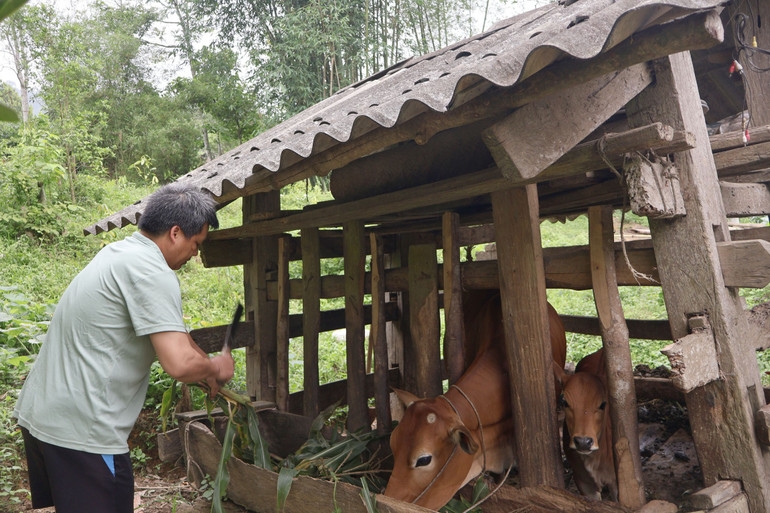 Người dân phát triển chăn nuôi để nâng cao thu nhập.