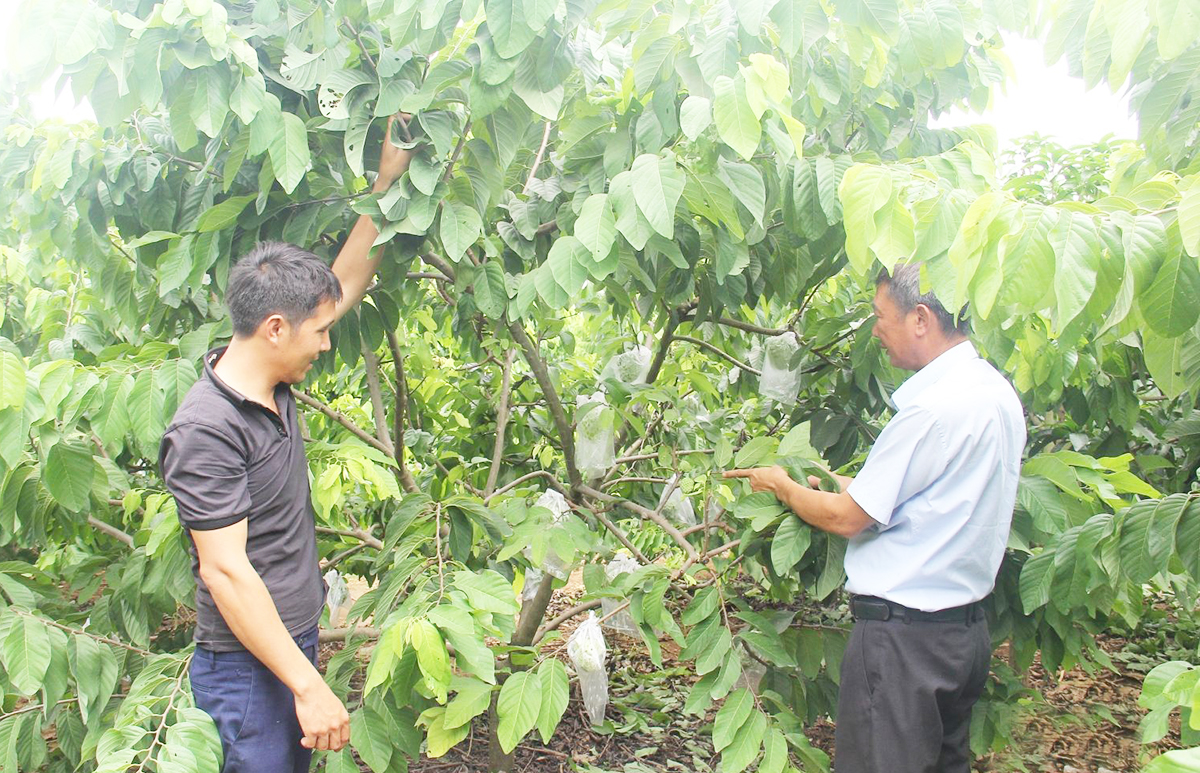 Áp dụng khoa học công nghệ là chìa khóa giúp nông dân Sơn La nâng cao giá trị kinh tế cây trồng.