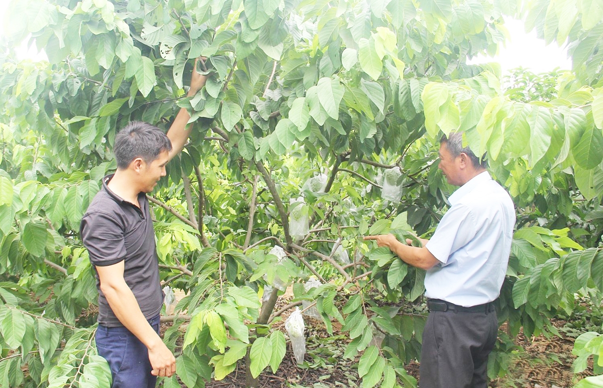 Áp dụng khoa học công nghệ là chìa khóa giúp nông dân Sơn La nâng cao giá trị kinh tế cây trồng.