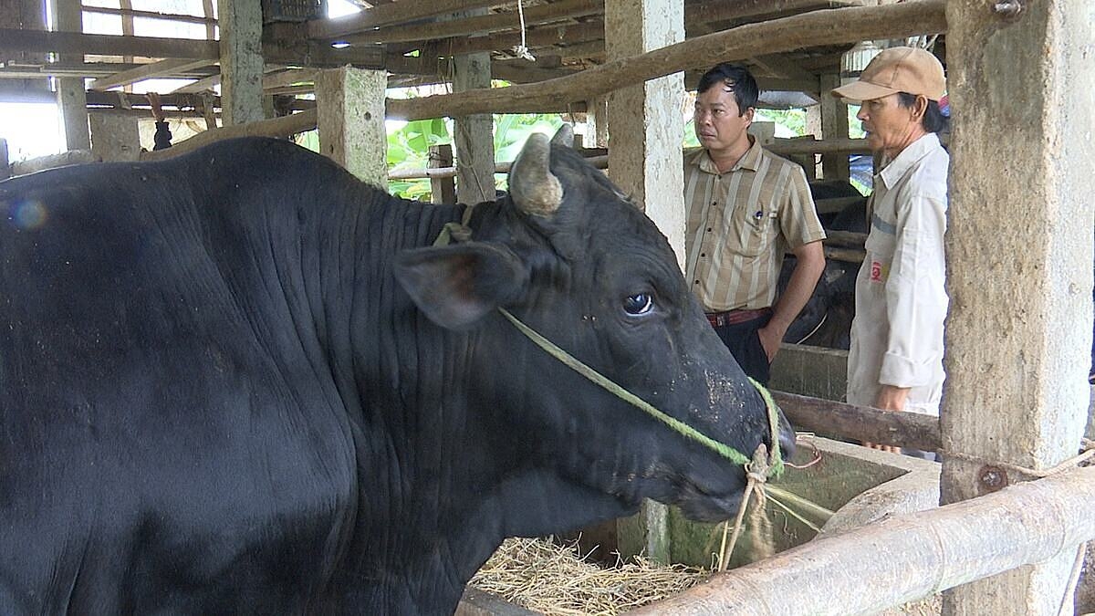 Nuôi bò 3B cho giá trị kinh tế cao hơn so với giống bò vàng truyền thống.