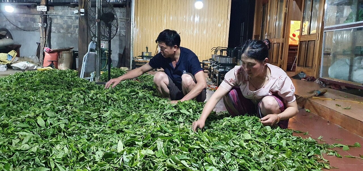 Anh Lù A Câu luôn trăn trở về việc phát triển kinh tế từ cây chè trên chính mảnh đất quê hương mình.