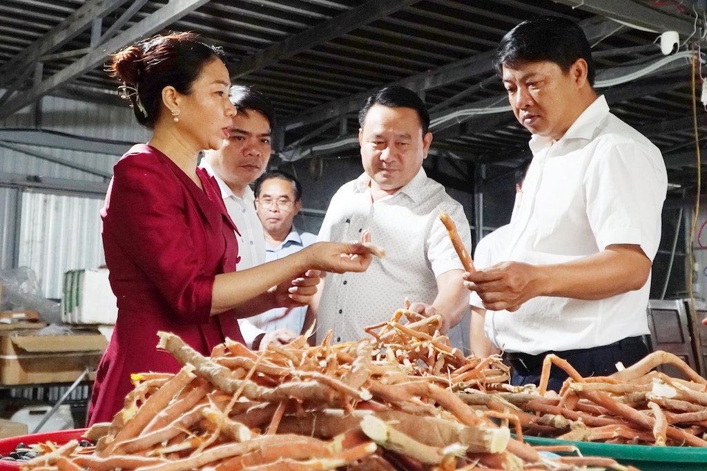 HTX Sản xuất nông sản và dược liệu Kiên Nga đã phát huy tiềm năng, thế mạnh dược liệu dưới tán rừng của Phước Sơn.