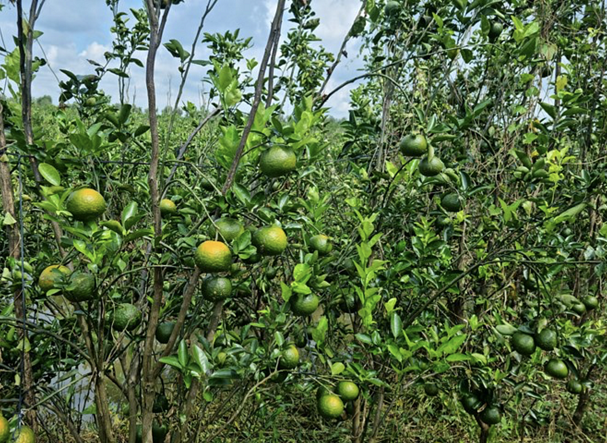 Nâng cao hiệu quả hoạt động của các tổ chức KTTT gắn với xây dựng nông thôn mới, tái cơ cấu ngành nông nghiệp.