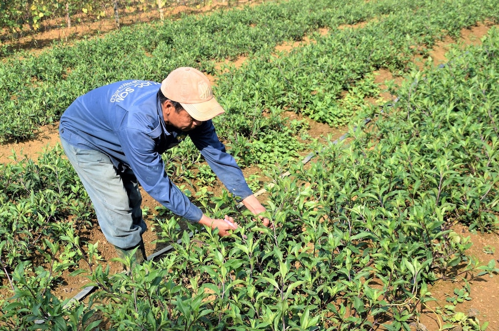 Trồng cây rau lủi rừng mang lại thu nhập đáng kể cho người dân Phước Sơn.