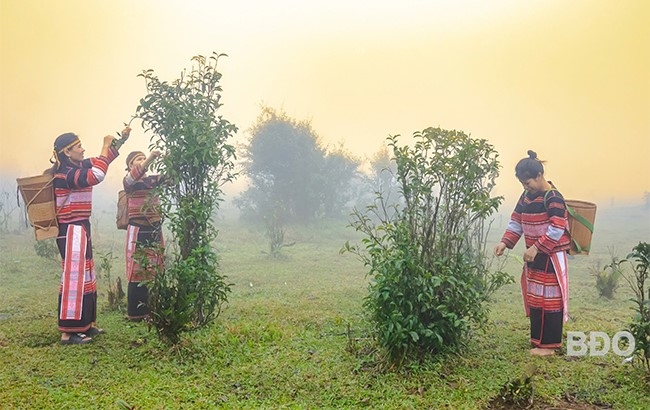Người dân tích cực trồng mới và khai thác hiệu quả cây Chè Tiến Vua &lpar; ảnh: Báo Bình Định&rpar;.