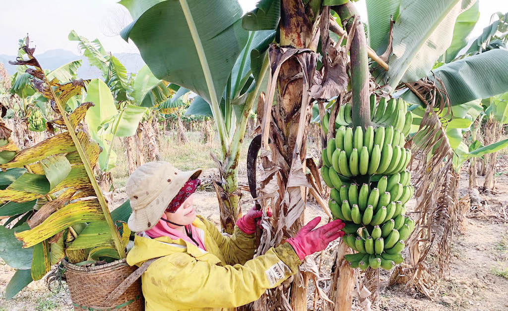 Người dân A Lưới yên tâm trồng chuối già lùn khi liên kết cùng HTX nông sản an toàn A Lưới.