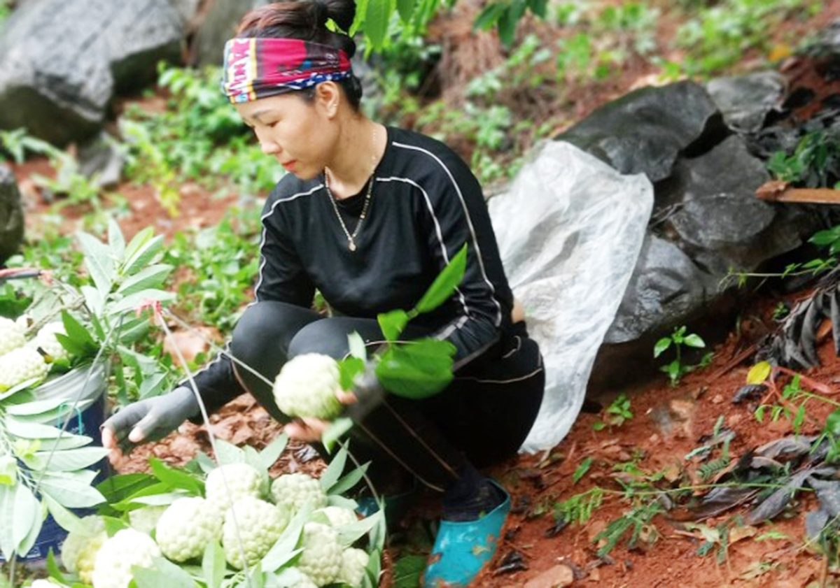Những loại quả thế mạnh như na đang trở thành cây làm giàu của người dân tộc thiểu số ở Chi Lăng.