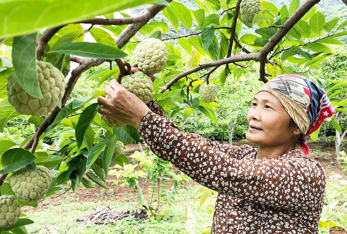 Các HTX đang có vai trò quan trọng giúp thay đổi đời sống vùng đồng bào dân tộc thiểu số miền núi huyện Võ Nhai.