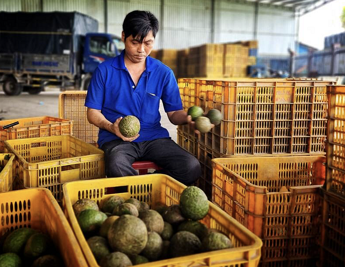 Huyện Trà Ôn có khoảng 10 HTX thu mua cam với khả năng tiêu thụ mỗi ngày hàng trăm tấn cam, với mức giá cao hơn ngoài thị trường, mang lại nguồn thu nhập ổn định cho bà con nông dân.