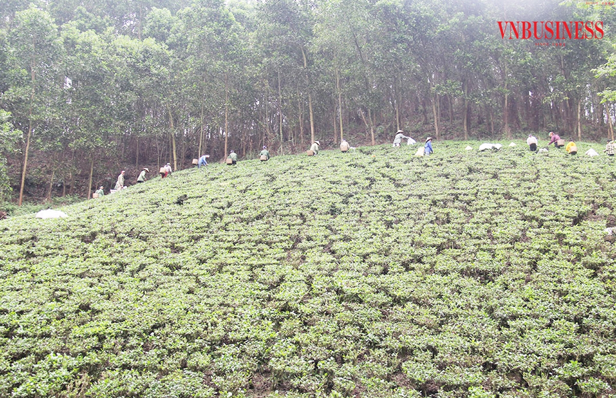 Đồng bào dân tộc thiểu số miền núi Võ Nhai đổi đời nhờ những cây trồng thế mạnh.